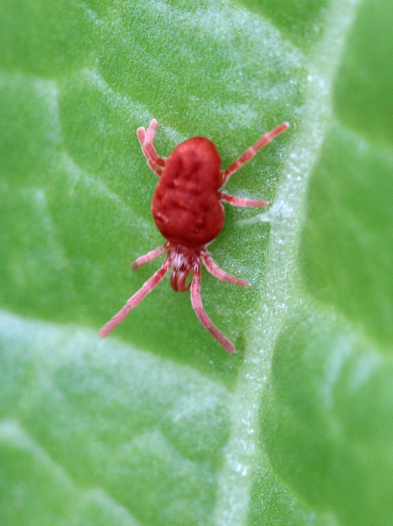 Маленькие оранжевые паучки