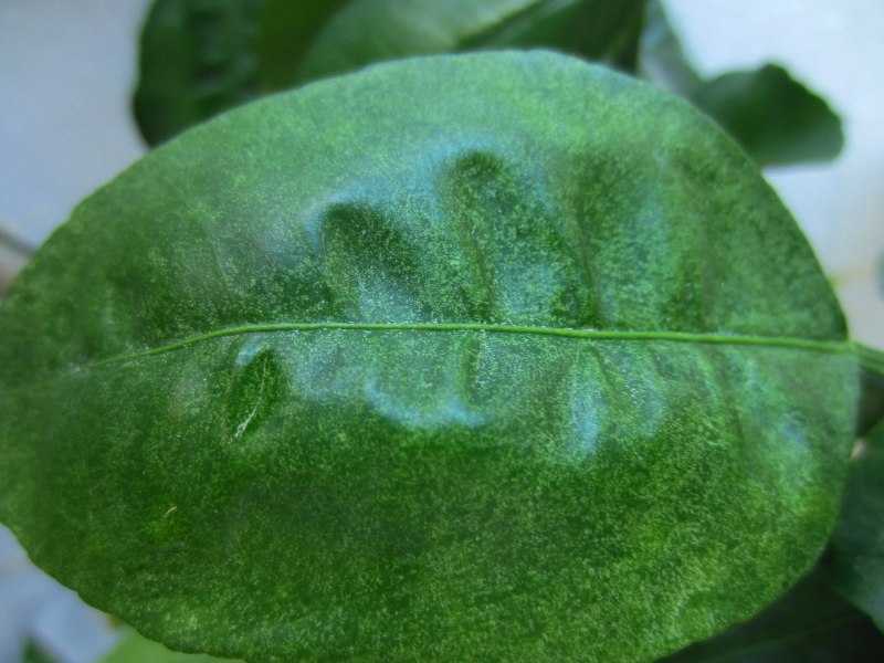 Tetranychus cinnabarinus