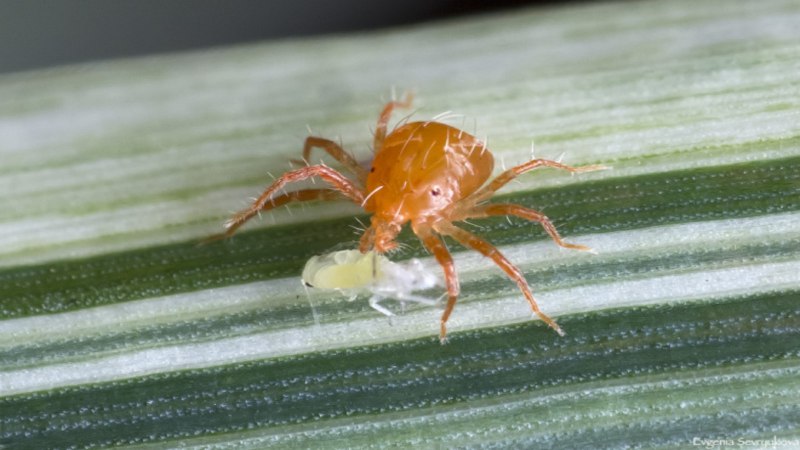 Вредители паутинный клещ