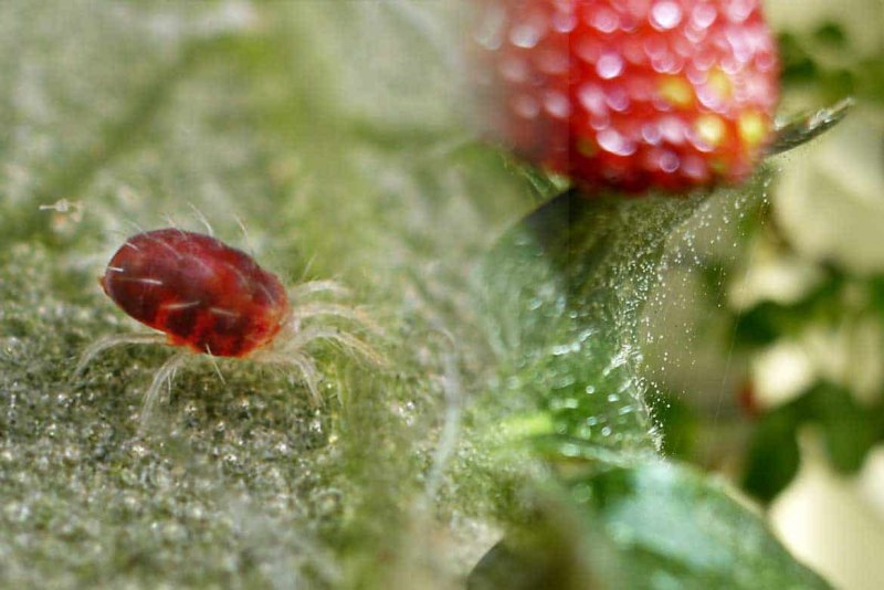 Земляничный клещ (Tarsonemus pallidus)