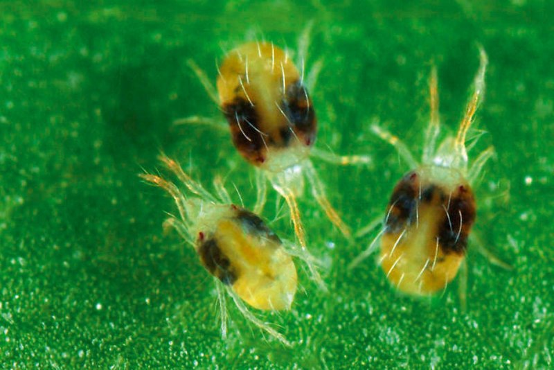 Еловый паутинный клещ