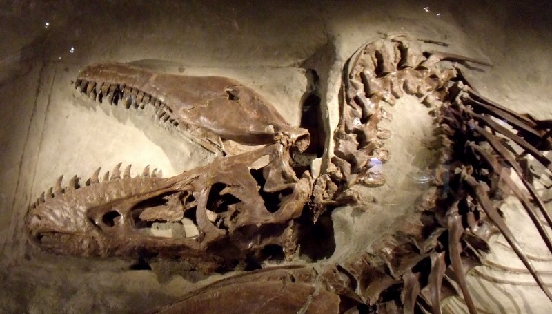 Окаменелости крокодилов