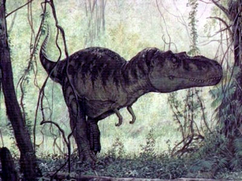 Горгозавр и Альбертозавр