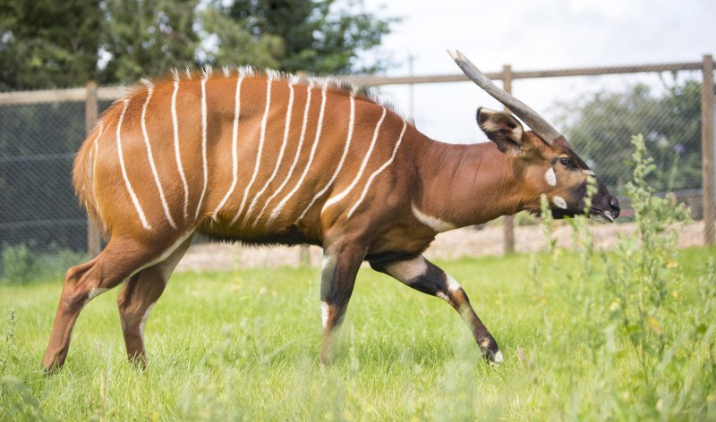 Tragelaphus eurycerus