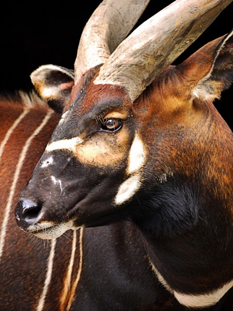 Антилопа Бонго