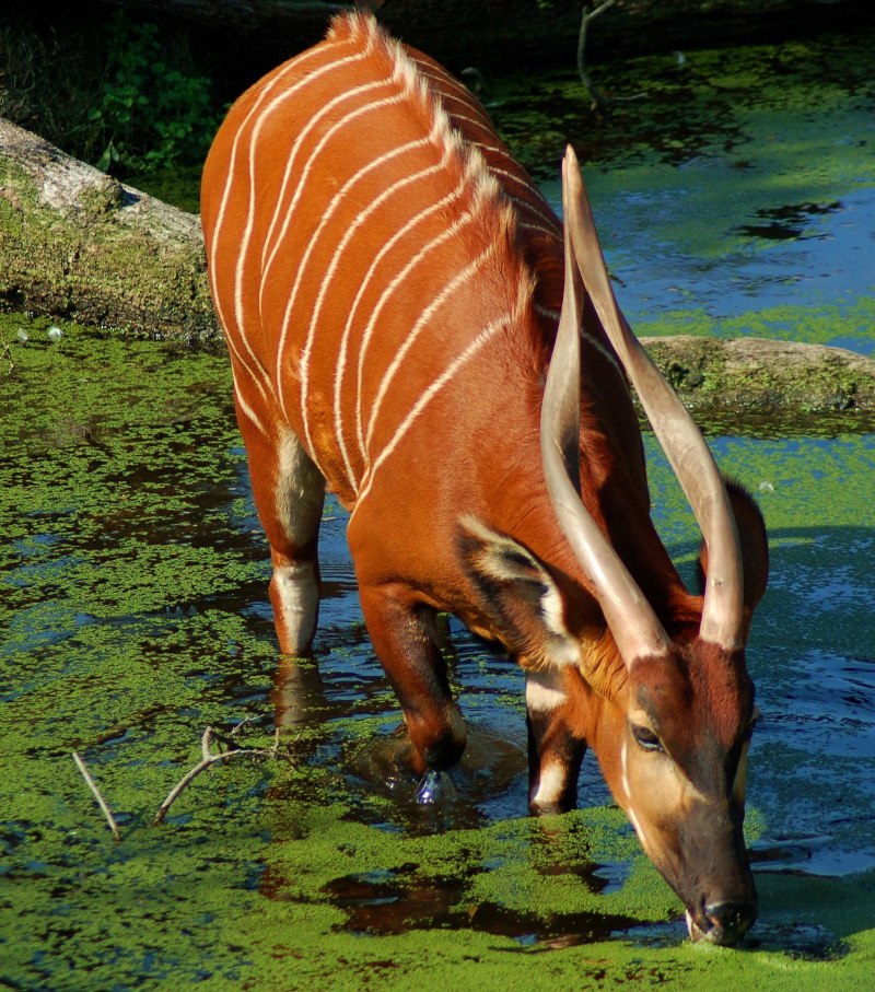 Лесная антилопа Бонго