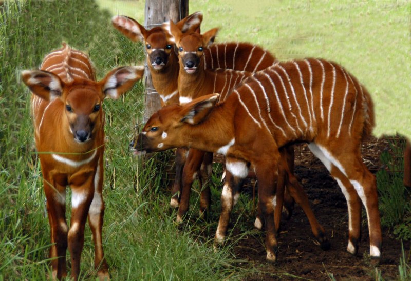 Tragelaphus eurycerus