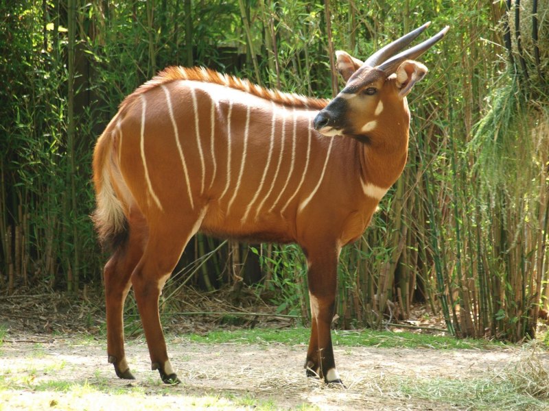 Tragelaphus eurycerus