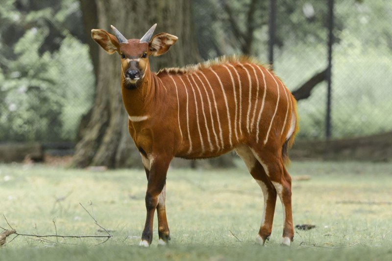 Животные Африки Бонго