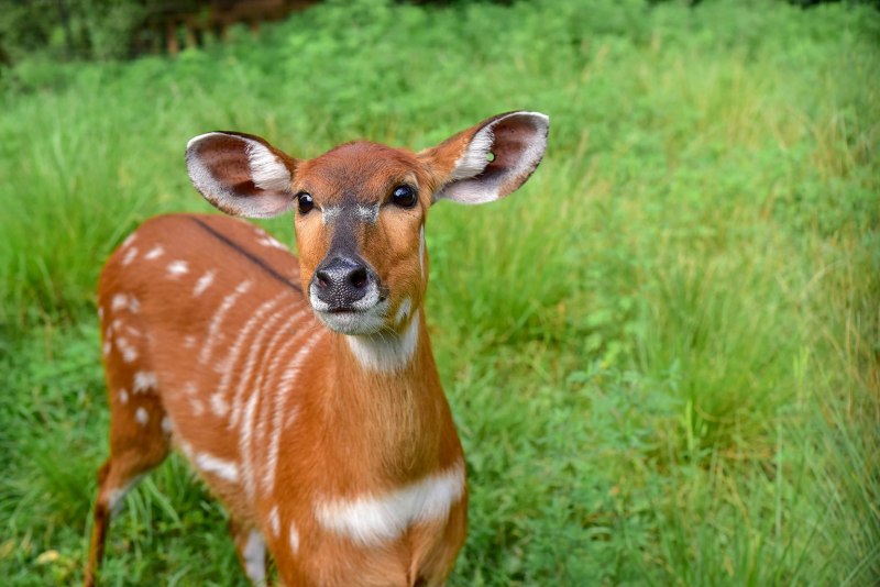 Бонго в зоопарке