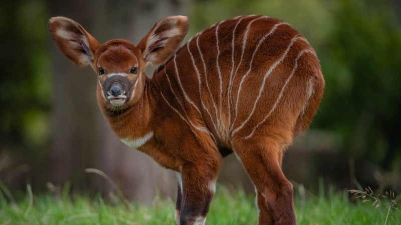 Антилопа Бонго