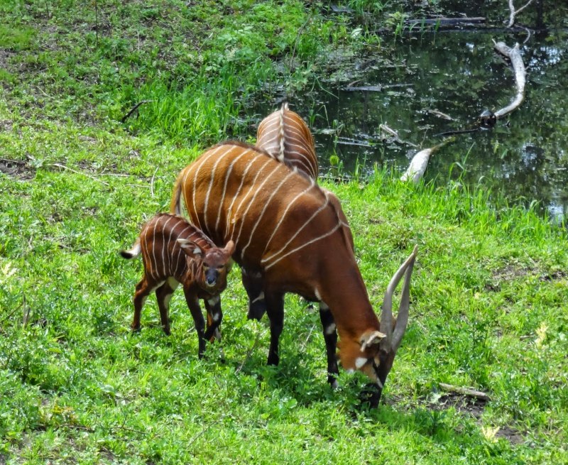Антилопа Бонго самка
