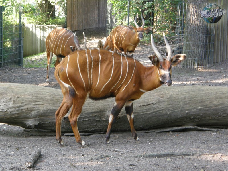 Фигурка антилопа Бонго