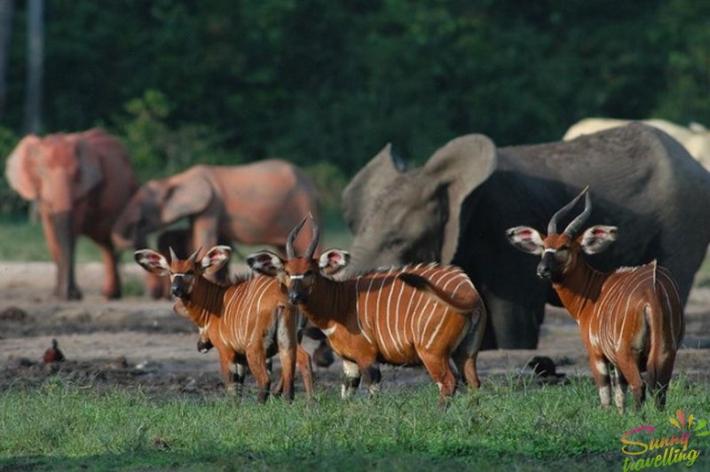 Лесная антилопа Бонго