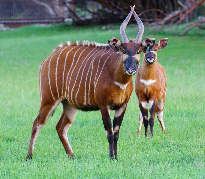 Лесная антилопа Бонго