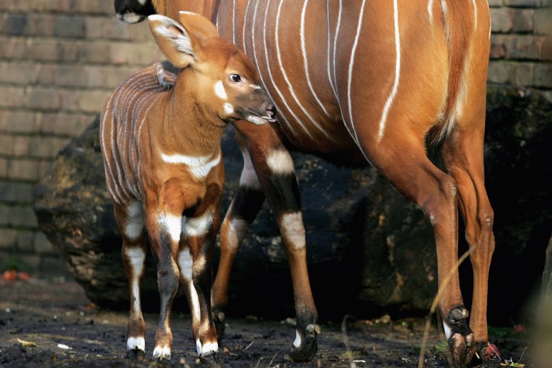 Детенышей антилоп Бонго