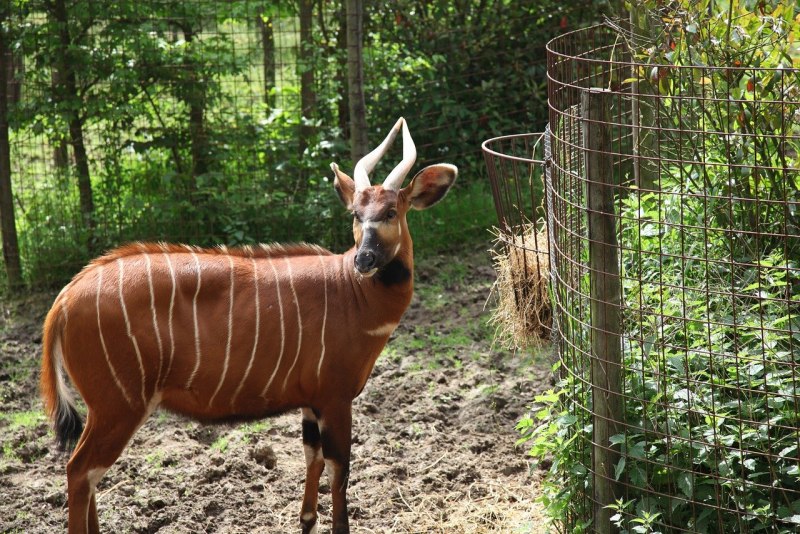 Зебровый Дукер