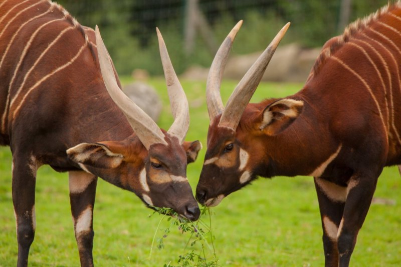 Бонго животное Африки