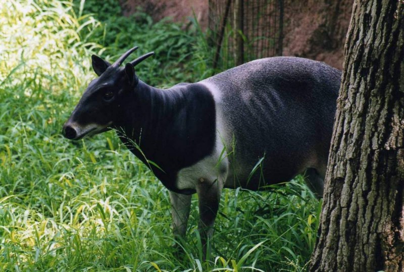 Антилопа Бонго ареал