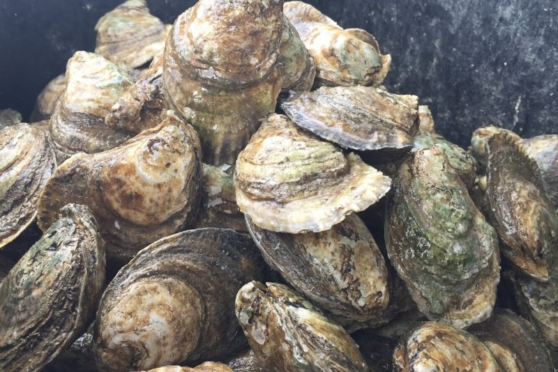 Устричная Жемчужница Черноморская