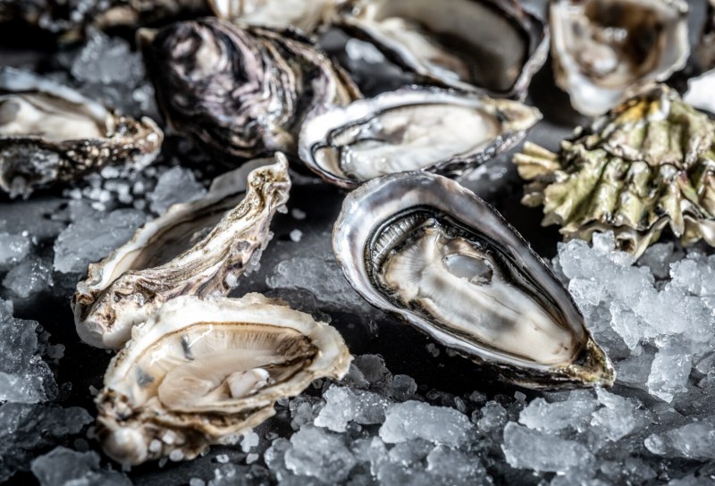 Устрицы моллюск Дальневосточный