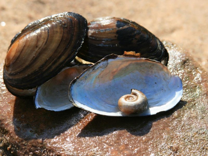 Двустворчатые моллюски мидии
