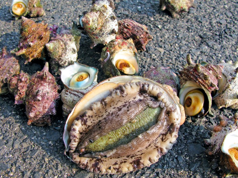 Устрицы моллюск Дальневосточный