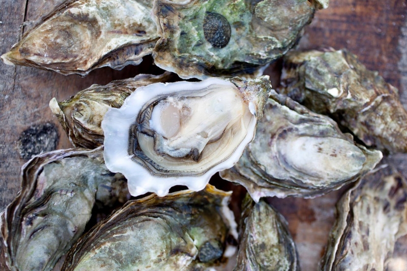 Жемчужница Черноморская