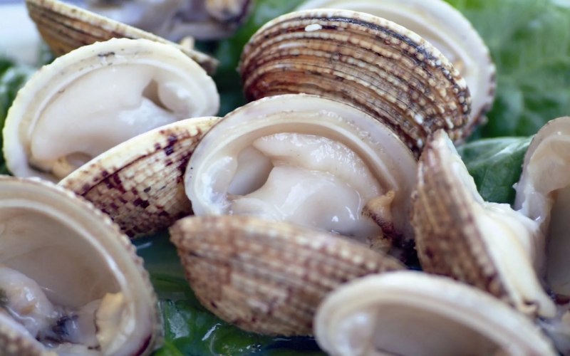 Двустворчатые моллюски Жемчужница, мидии, устрицы