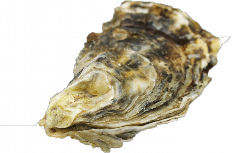 Ракушка устрицы