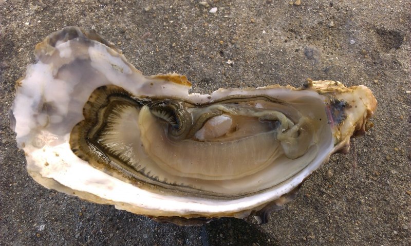 Жемчужница живой моллюск