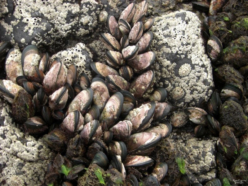 Двустворчатые моллюски девона