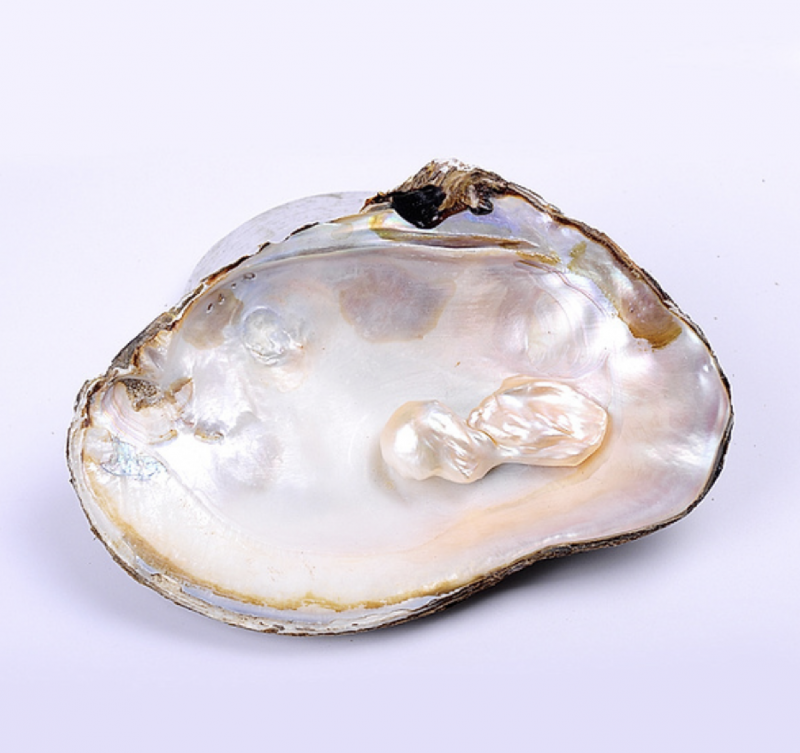 Устрица с жемчужиной