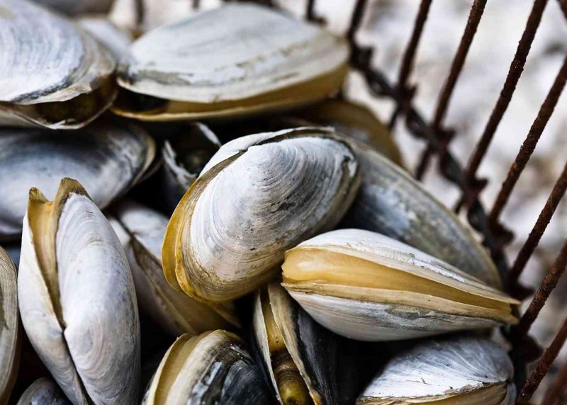 Двустворчатые моллюски мидии