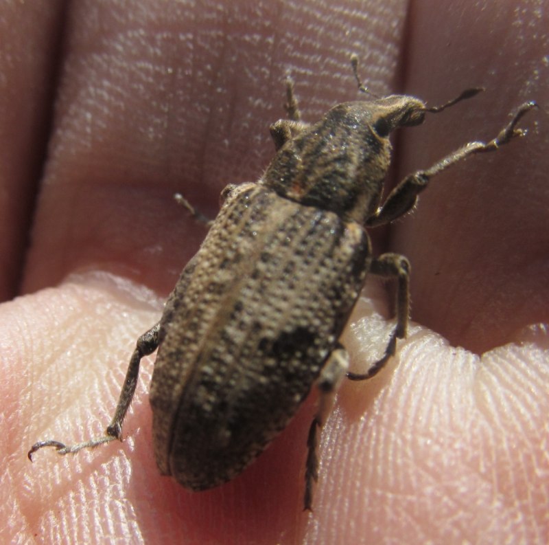 Бриллиантовый долгоносик насекомое