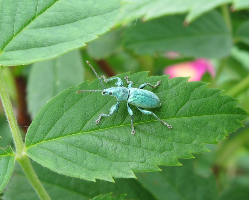 Березовый долгоносик