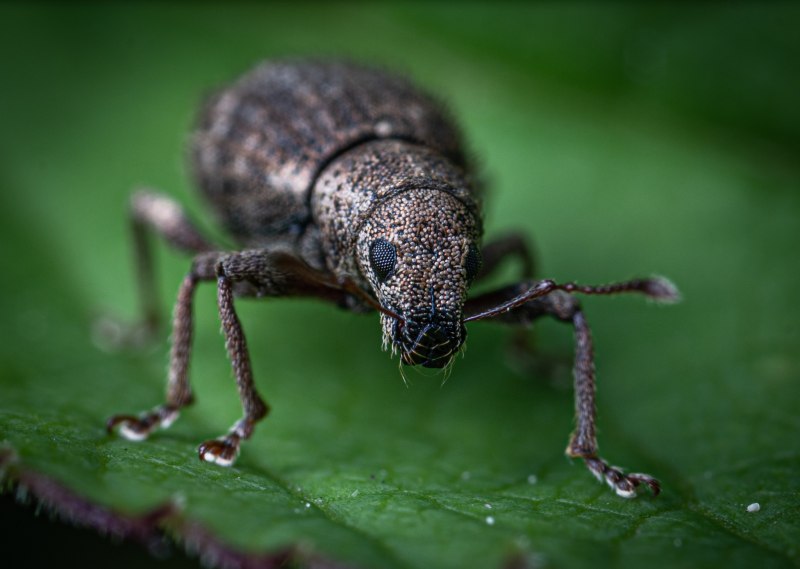 Долгоносик Ларин