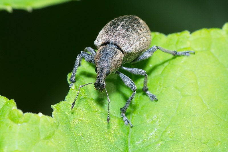 Огуречный Жук