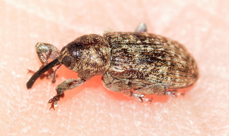Жук притворяшка Gibbium Psylloides