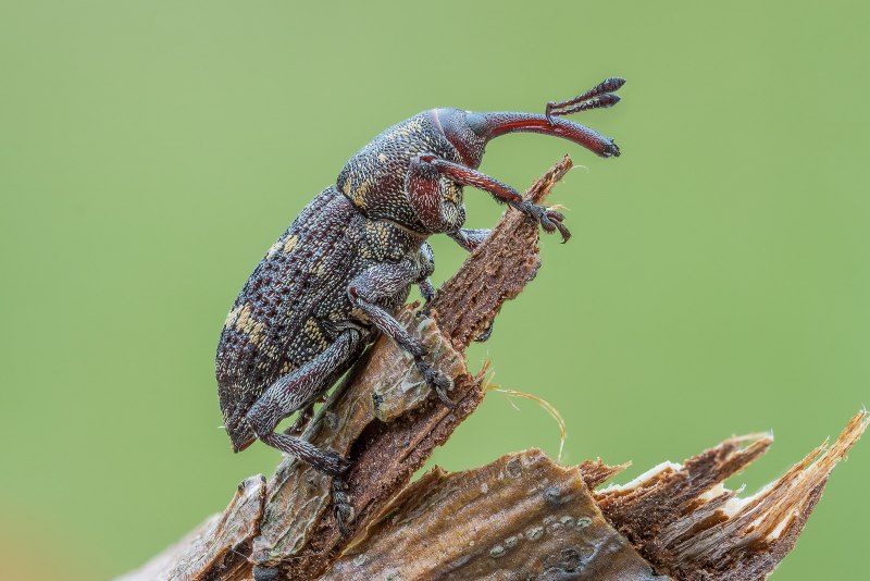 Apion frumentarium Жук