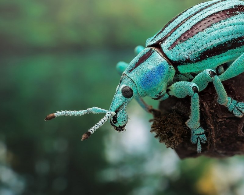 Жук долгоносик домашний черный