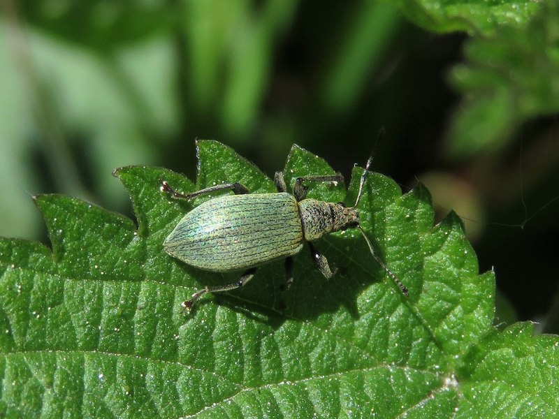 Жук долгоносик желудёвый