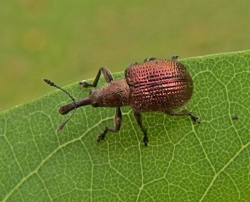 Жук долгоносик домашний черный