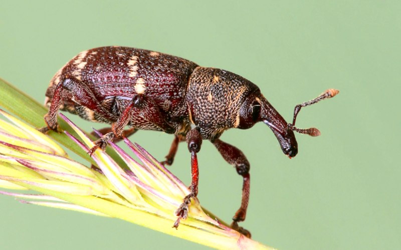 Жук долгоносик зеленый