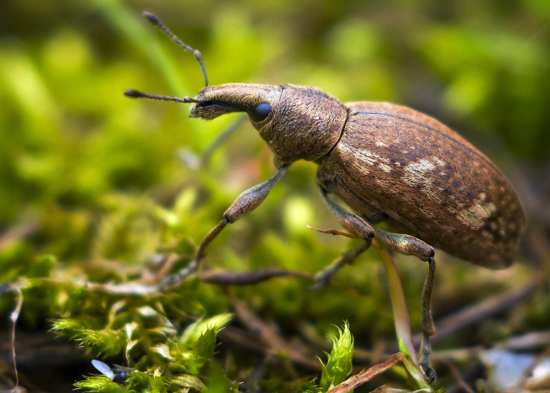 Жук долгоносик