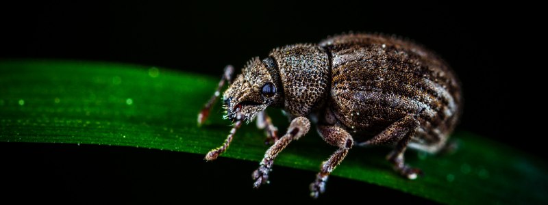 Листовой долгоносик