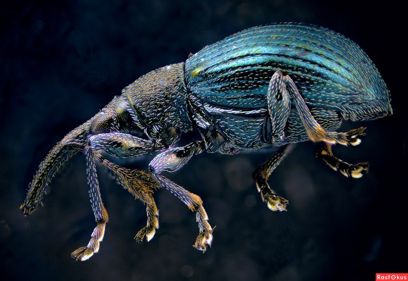 Паук долгоносик