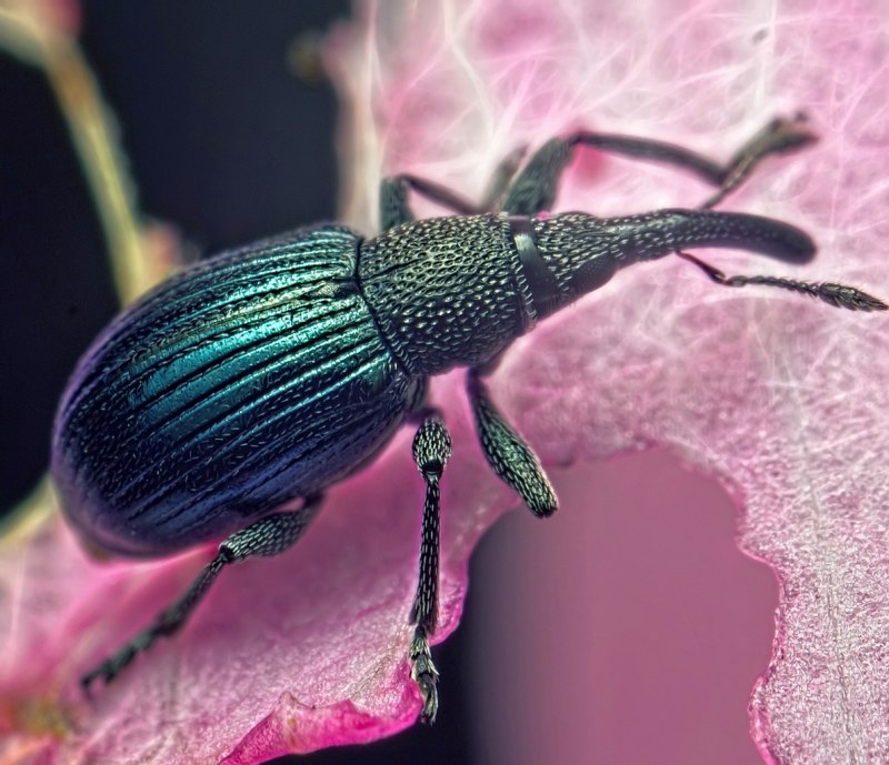 Жук Слоник долгоносик