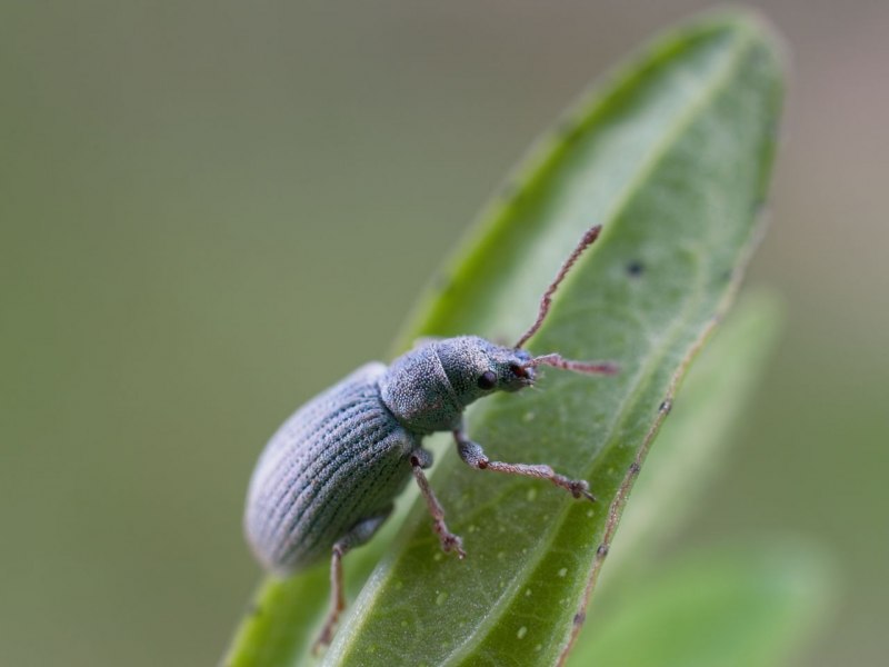 Мотылек долгоносик