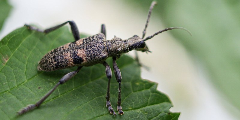 Жук вредитель на травинке на прозрачном фоне
